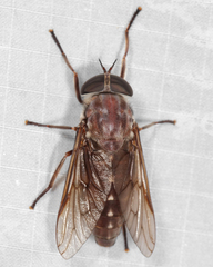 Tabanus catenatus
