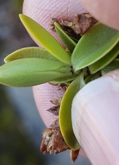 Veronica canterburiensis