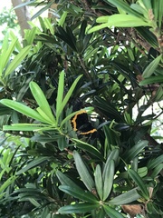 Milionia zonea pryeri