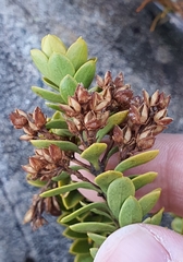 Veronica canterburiensis