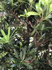 Milionia zonea pryeri