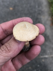 Agaricus comtulus