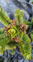 Veronica canterburiensis