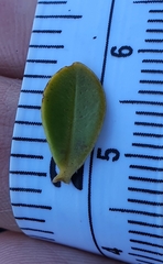 Veronica canterburiensis