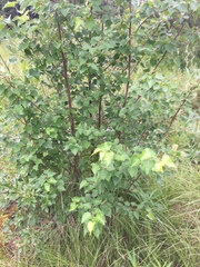 Betula neoalaskana