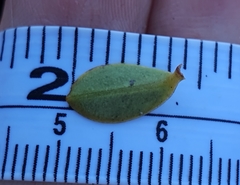 Veronica canterburiensis