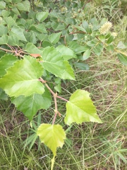 Betula neoalaskana
