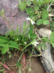 Arenaria bourgaei