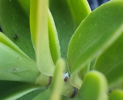 Veronica canterburiensis