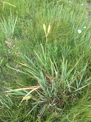 Iris missouriensis