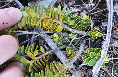 Image of Veronica canterburiensis by (c) Katie Jenkins, some rights reserved (CC BY)