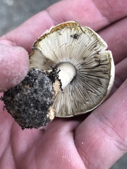 Agaricus comtulus