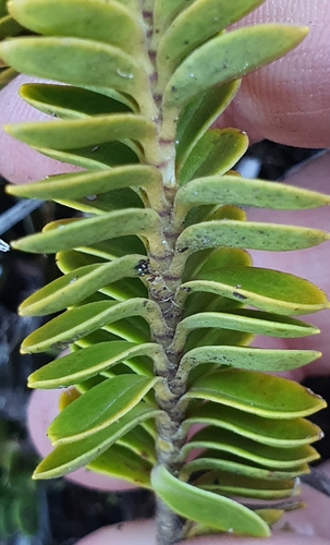 Image of Veronica canterburiensis by (c) Katie Jenkins, some rights reserved (CC BY)