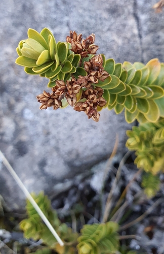 Image of Veronica canterburiensis by (c) Katie Jenkins, some rights reserved (CC BY)