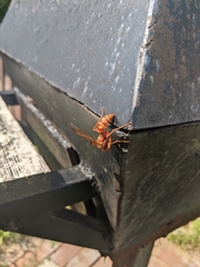 Polistes apachus