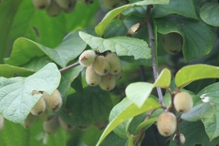 Actinidia eriantha