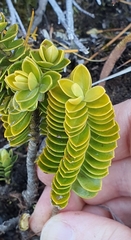 Veronica canterburiensis