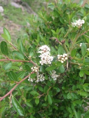 Ceanothus fendleri