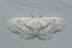 Problepsis digammata