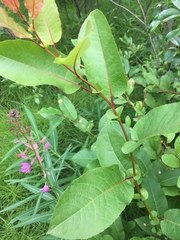 Salix pseudomonticola