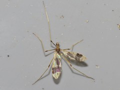 Erioptera venusta