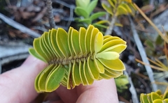 Veronica canterburiensis