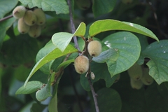 Actinidia eriantha