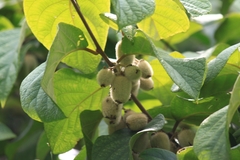 Actinidia eriantha
