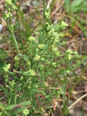 Lepidium ramosissimum