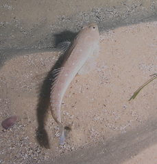 Platycephalus grandispinis