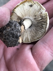 Agaricus comtulus
