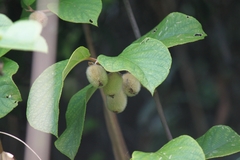 Actinidia eriantha