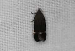 Anacampsis lupinella