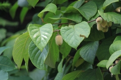Actinidia eriantha
