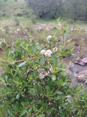 Ceanothus fendleri