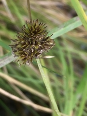 Carex crawfordii