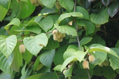 Actinidia eriantha