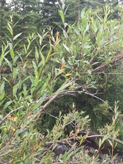Salix planifolia