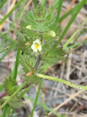 Euphrasia subarctica