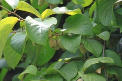 Actinidia eriantha