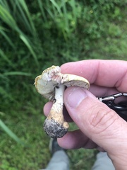 Agaricus comtulus