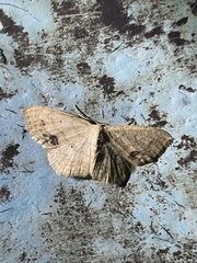 Scopula compensata