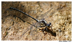 Octogomphus specularis