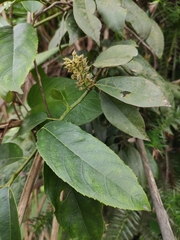 Itea omeiensis