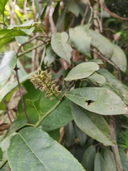 Itea omeiensis