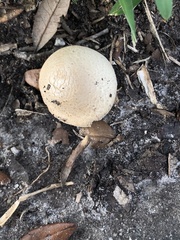 Agaricus comtulus