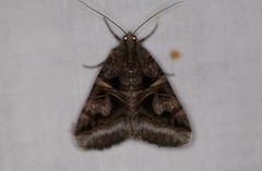 Drasteria grandirena