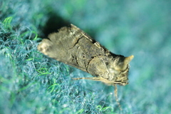 Abrostola tripartita