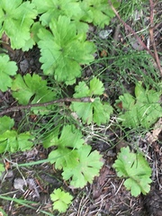 Anemonastrum richardsonii