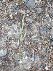 Bromus pumpellianus